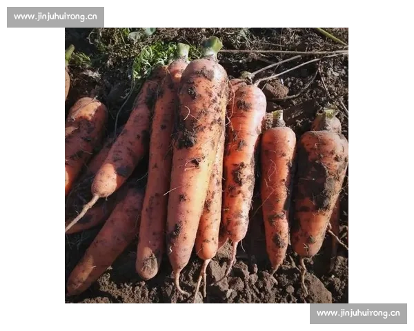 《胡萝卜大比拼:谁能摘得最佳种植冠军的桂冠》